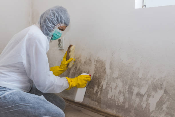 Attic Mold Removal in St Paul Park, MN